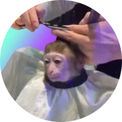 monkeyhaircut